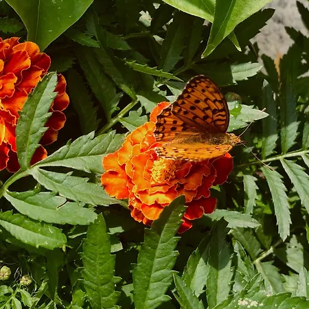 Bujtina Pllumi Bed & Breakfast 3*