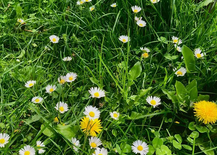 Bed & Breakfast Bujtina Pllumi Theth